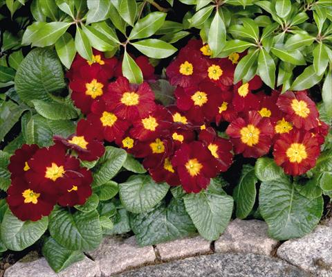 photo of flower to be used as: Pot and bedding Primula elatior Piano Red