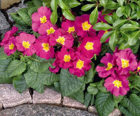 photo of flower to be used as: Pot and bedding Primula elatior Piano Rose