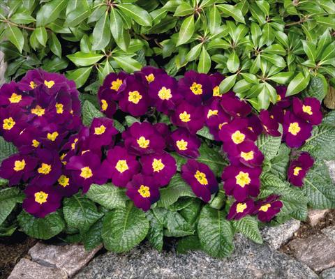 photo of flower to be used as: Pot and bedding Primula elatior Piano Violet