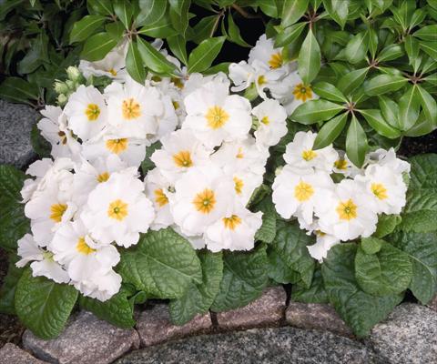 photo of flower to be used as: Pot and bedding Primula elatior Piano White