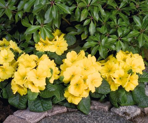 photo of flower to be used as: Pot and bedding Primula elatior Piano Yellow