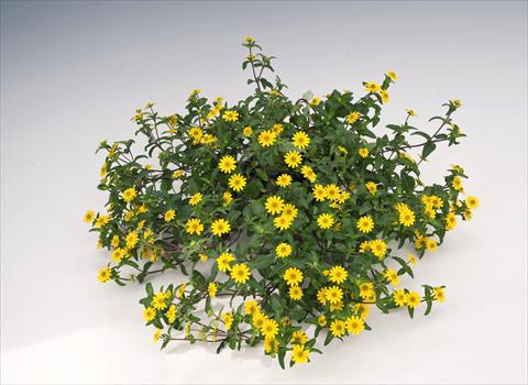 photo of flower to be used as: Pot, bedding, patio, basket Sanvitalia speciosa Million Suns