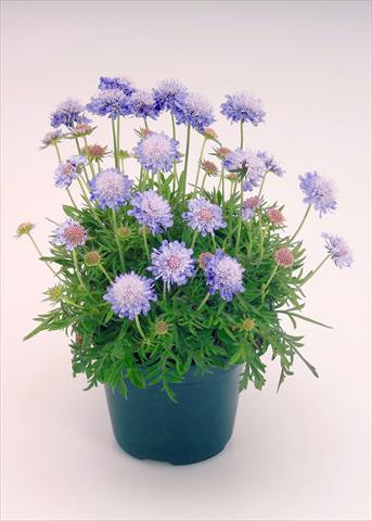 photo of flower to be used as: Pot and bedding Scabiosa japonica Ritz Blue Improved