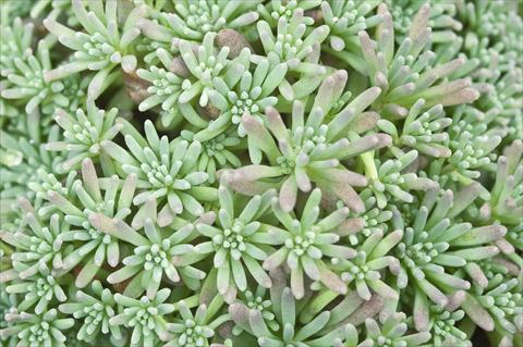 photo of flower to be used as: Pot and bedding Sedum rubens Lizard