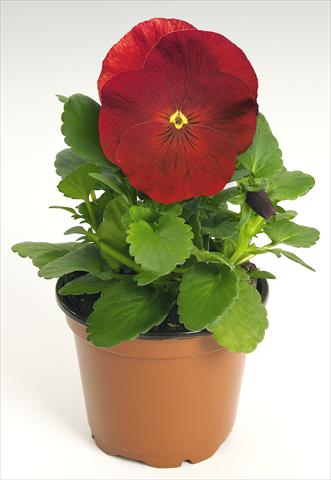 photo of flower to be used as: Pot and bedding Viola wittrockiana Inspire® Scarlet