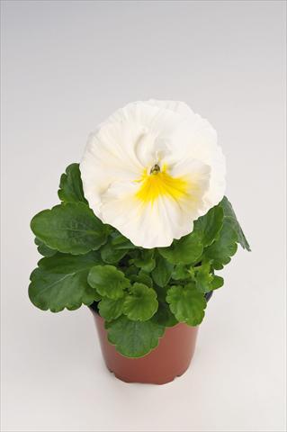 photo of flower to be used as: Pot and bedding Viola wittrockiana Thriller® Primrose
