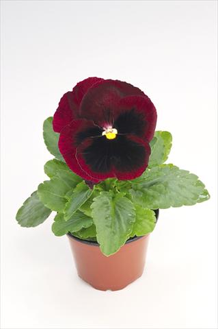 photo of flower to be used as: Pot and bedding Viola wittrockiana Thriller® Red with Blotch