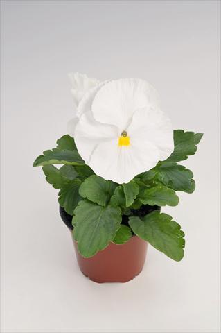 photo of flower to be used as: Pot and bedding Viola wittrockiana Thriller® White
