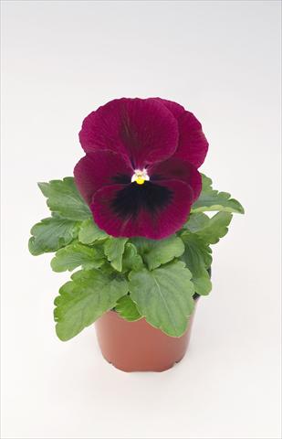 photo of flower to be used as: Pot and bedding Viola wittrockiana Thriller® Wine