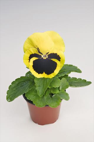 photo of flower to be used as: Pot and bedding Viola wittrockiana Thriller® Yellow with Blotch