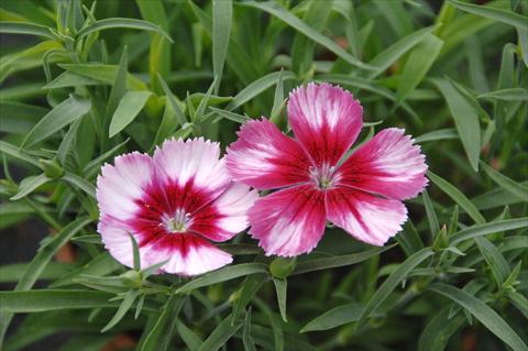 photo of flower to be used as: Pot and bedding Dianthus Venti Parfeit Crimson Eye