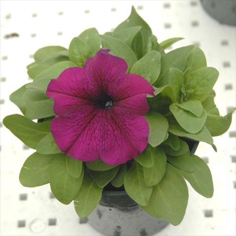 photo of flower to be used as: Pot, bedding, patio, basket Petunia Compatta Burgundy