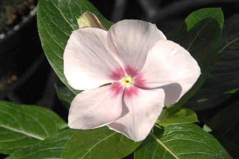 photo of flower to be used as: Pot and bedding Catharanthus roseus - Vinca Egeo Light Salmon