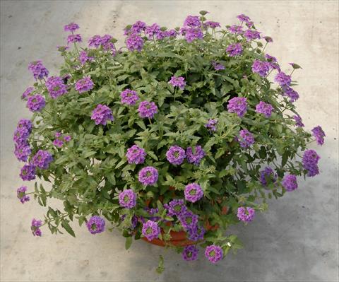 photo of flower to be used as: Pot, patio, basket Verbena Superbena Royale Parfume