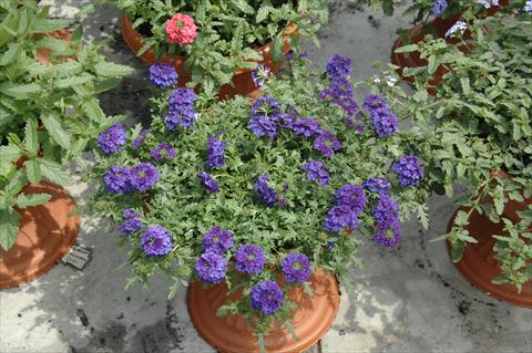 photo of flower to be used as: Pot, patio, basket Verbena Vepita Blu
