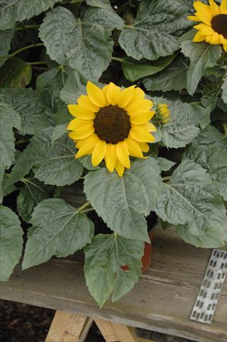 photo of flower to be used as: Pot and bedding Helianthus annuus Miss Sunshine compatto
