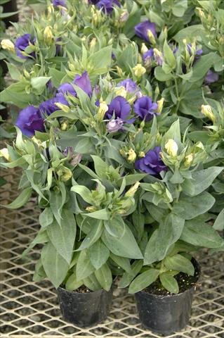 photo of flower to be used as: Pot Lisianthus F.1 Carmen Blu