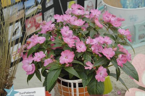 photo of flower to be used as: Pot and bedding Impatiens N. Guinea Sunpatiens® Vigorous Pink