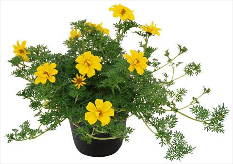 photo of flower to be used as: Pot and bedding Bidens ferulifolia Flair
