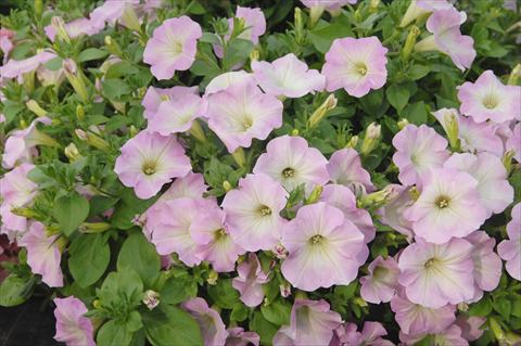 photo of flower to be used as: Pot, patio, basket Petunia Veranda® Pink Blush