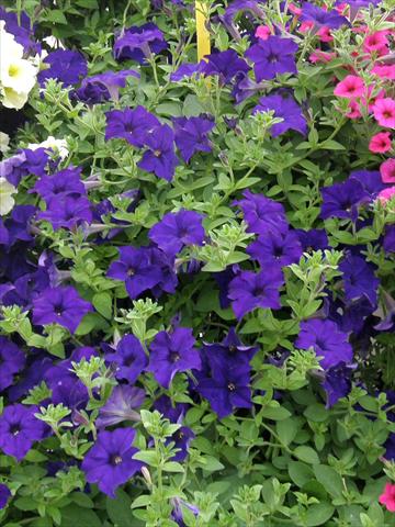 photo of flower to be used as: Pot, patio, basket Petunia Veranda® Blu