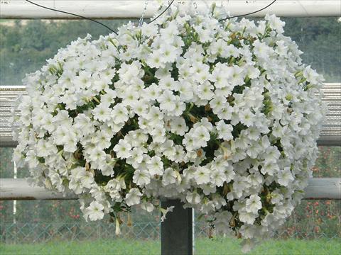 photo of flower to be used as: Pot, patio, basket Petunia Veranda® Bianco