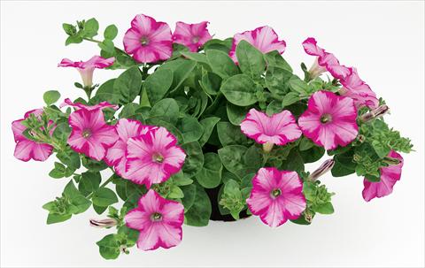 photo of flower to be used as: Pot, patio, basket Petunia Raspberry Blast