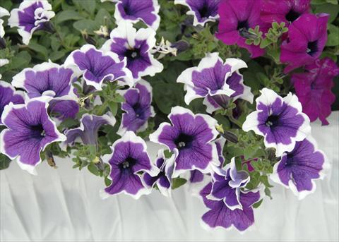 photo of flower to be used as: Pot, patio, basket Petunia pendula Cascadias® Violet Skirt