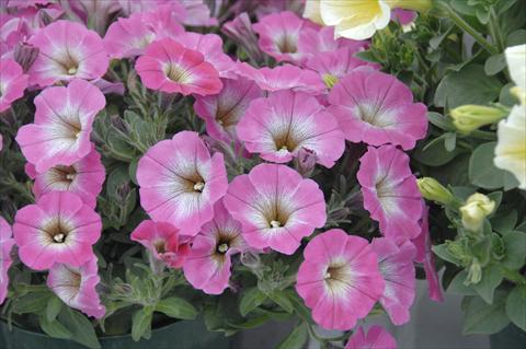 photo of flower to be used as: Pot, patio, basket Petunia pendula Cascadias® Mashmallow Pink