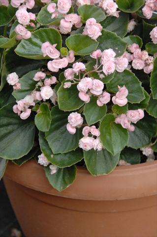 photo of flower to be used as: Pot and bedding Begonia semperflorens Paso Doble Candy Pink