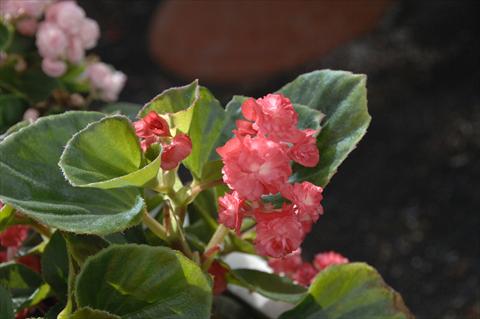 photo of flower to be used as: Pot and bedding Begonia semperflorens Paso Doble Cherry Red