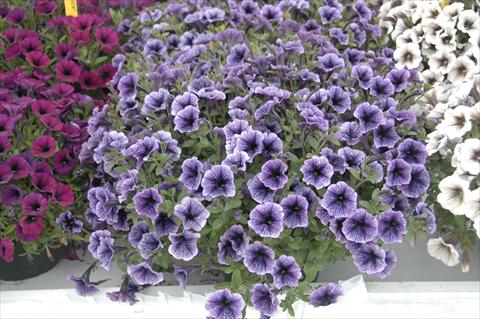 photo of flower to be used as: Pot, patio, basket Petunia Littletunia Blu Vein