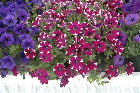 photo of flower to be used as: Pot, patio, basket Petunia pendula Cascadias® Cabernet