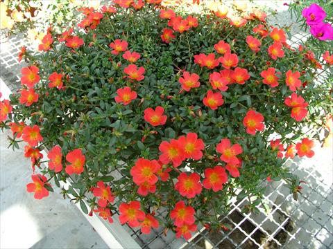 photo of flower to be used as: Pot and bedding Portulaca Amica Scarlet