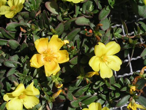 photo of flower to be used as: Pot and bedding Portulaca Amica Yellow