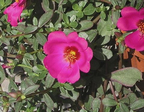 photo of flower to be used as: Pot and bedding Portulaca Amica Rose with eye