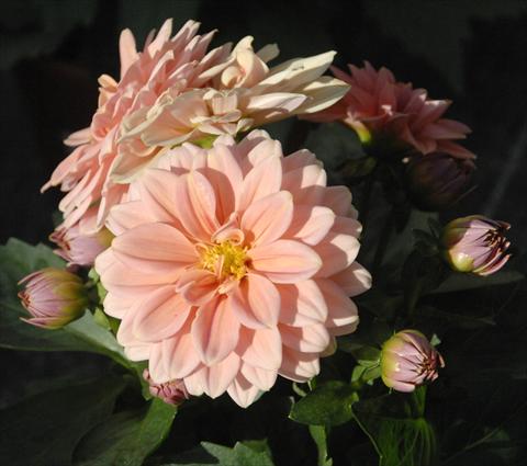 photo of flower to be used as: Pot and bedding Dahlia Dahlietta Lily pesca