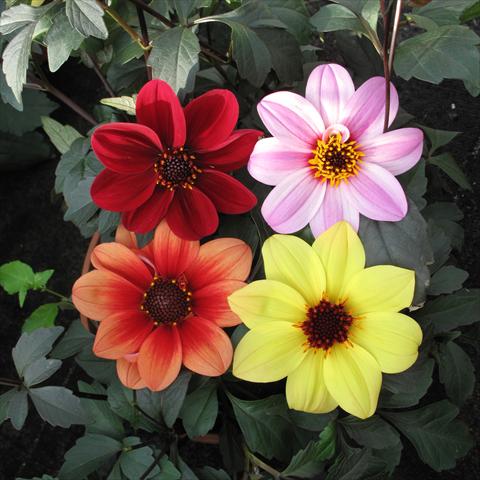 photo of flower to be used as: Pot and bedding Dahlia Mix a foglia scura