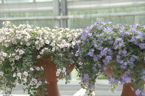 photo of flower to be used as: Pot, patio, basket Bacopa (Sutera cordata) Scopia® Gulliver Blu e Gulliver Pink mix