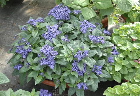 photo of flower to be used as: Pot and bedding Heliotropium arborescens Marine Blue