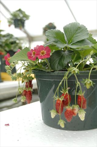 photo of flower to be used as: Pot and bedding Fragaria Fragola da basket Lola