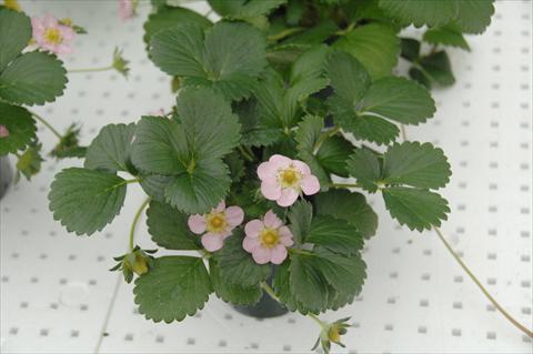photo of flower to be used as: Pot and bedding Fragaria Fragola da basket Tutù
