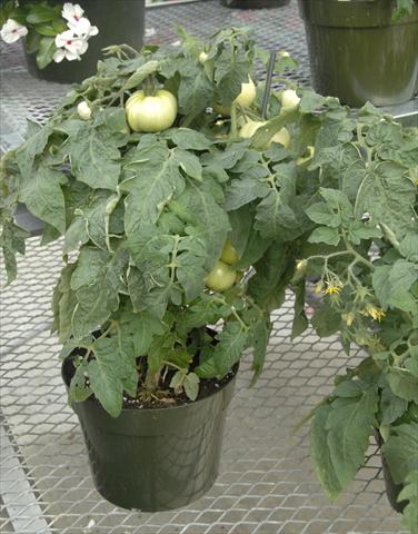 photo of flower to be used as: Pot and bedding Solanum lycopersicum (pomodoro) Megabite