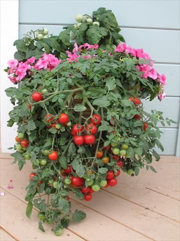 photo of flower to be used as: Pot and bedding Solanum lycopersicum (pomodoro) Tumbling Red