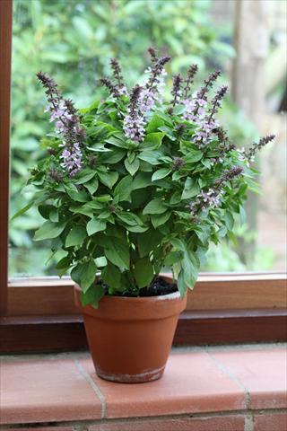 photo of flower to be used as: Pot and bedding Ocimum basilicum Floral Spires