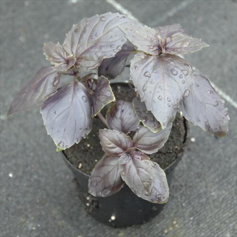 photo of flower to be used as: Pot and bedding Ocimum basilicum Rosso