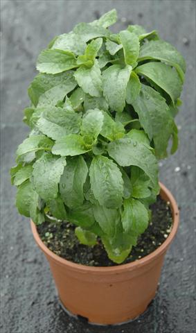 photo of flower to be used as: Pot and bedding Stevia rebaudiana Stevia rebaudiana