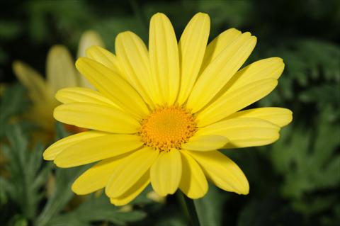 photo of flower to be used as: Pot and bedding Argyranthemum PLA Yellow Empire