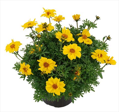 photo of flower to be used as: Pot Bidens ferulifolia Top Bobby