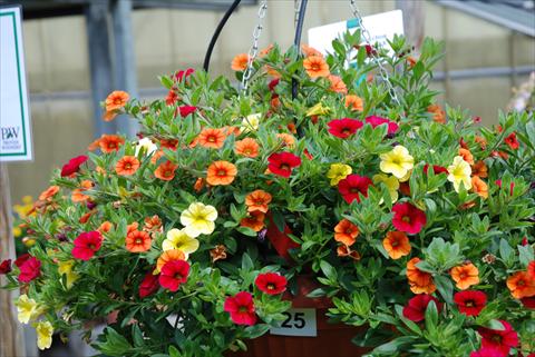 photo of flower to be used as: Pot, bedding, patio, basket Calibrachoa Superbells XXX
